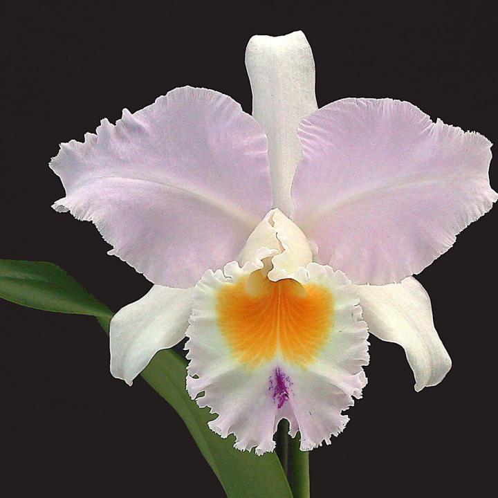 DecorArte by DecoraLola