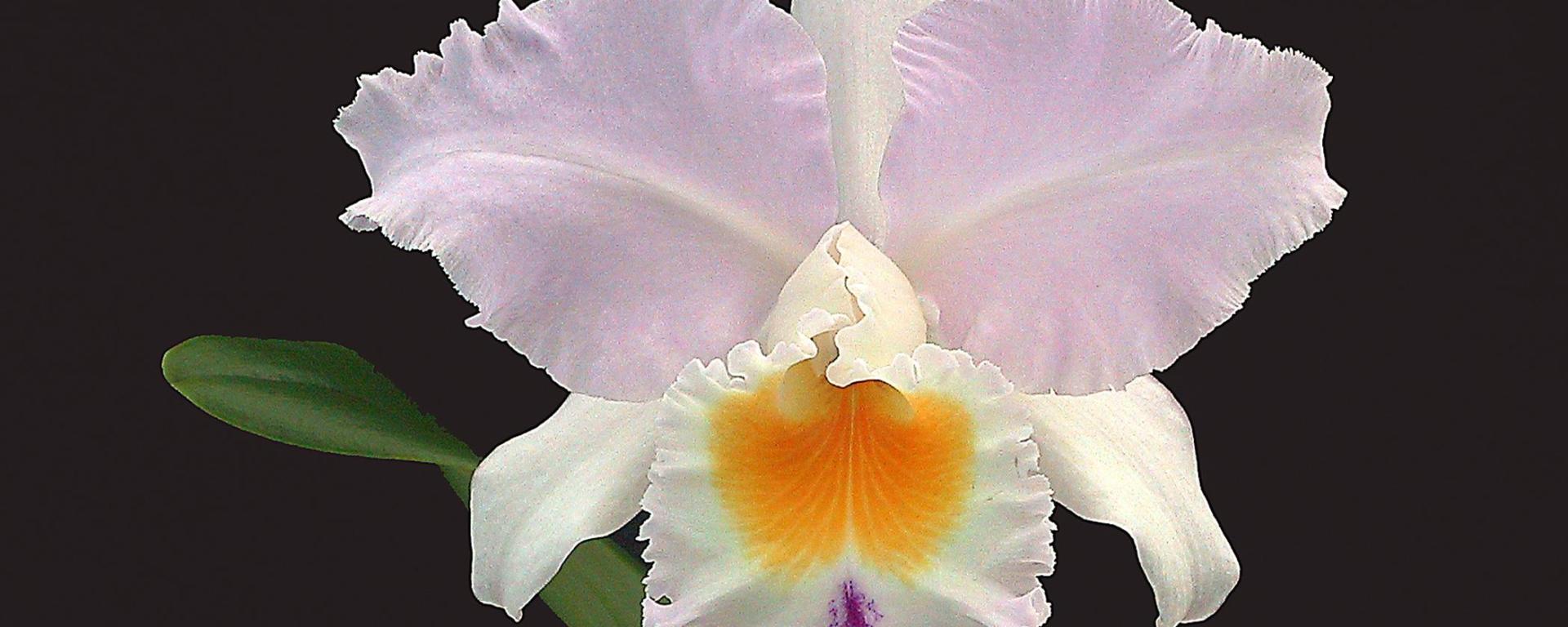 DecorArte by DecoraLola