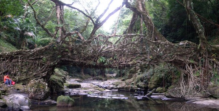 Los puentes vivos de Meghalaya, La india